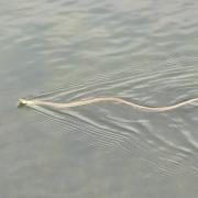 A grass snake swimming at Cotswold Water Park