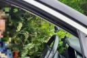 This driver couldn't see because of the hedge hanging out of his car
