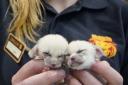 Weighing in total just 46 grams, the adorable pair of fennec foxes at Longleat Safari Park have not been named yet named and their gender is unknown