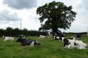The dry cows and heifers rest under a tree in their fresh pasture close to the farm