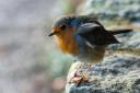 Graham Dickinson took this super picture of a robin at  Stanton Park