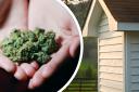 Composite image showing cannabis and a shed Pictures: PEXEL and PIXABAY