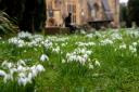 Clumps of snowdrops appear at this time of year