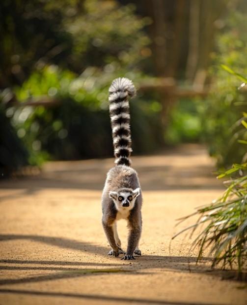 This Is Wiltshire: Photo: Cotswold Wildlife Park