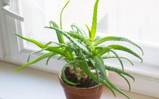 Houseplants like thyme and aloe vera can help you get rid of bad smells, including cooking odours, in your home